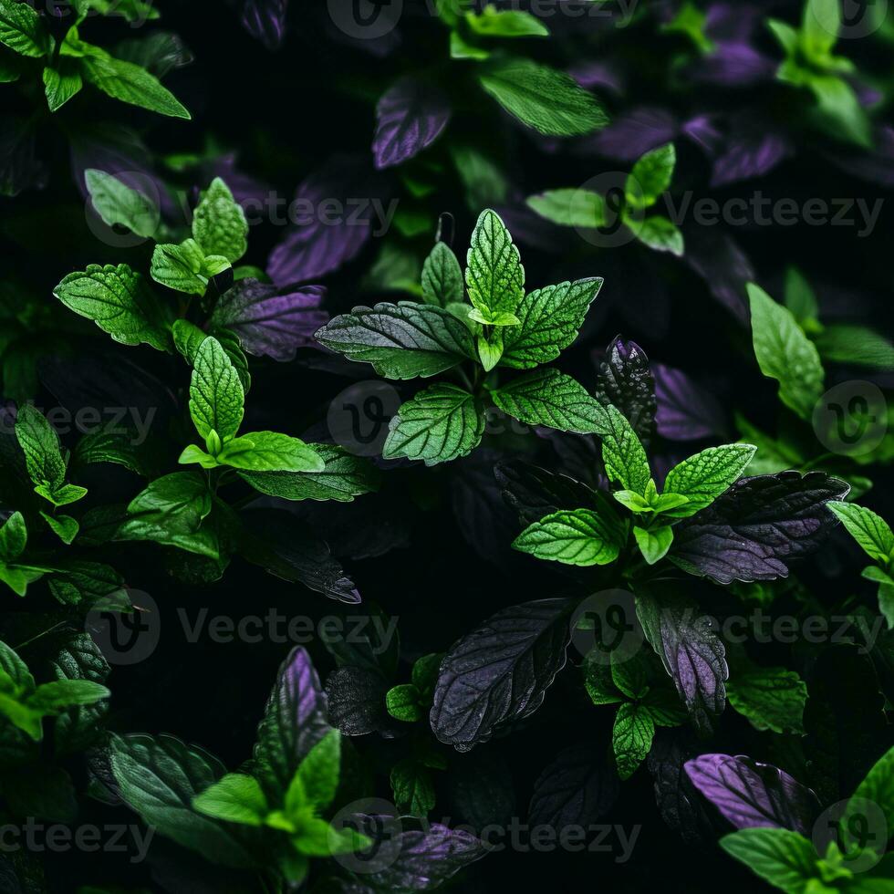 a close up view of green and purple leaves on a plant generative ai photo