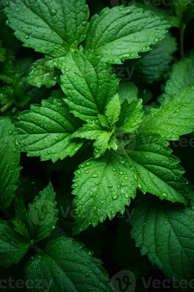 a close up view of some green leaves with water droplets on them generative ai photo