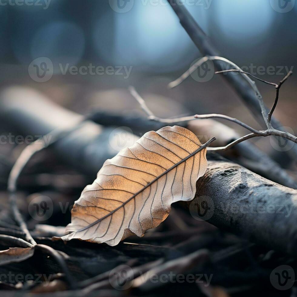 a dead leaf laying on the ground in the woods generative ai photo