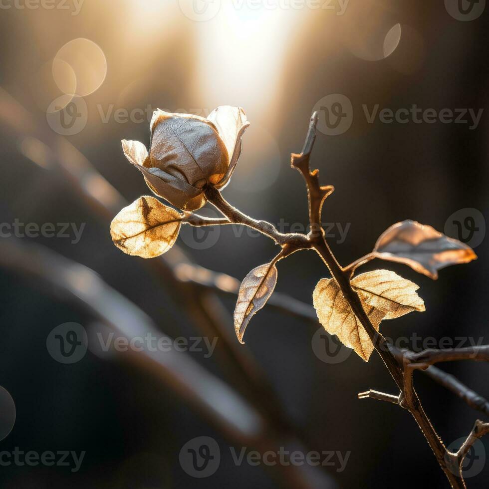 a dead flower on a branch in front of the sun generative ai photo