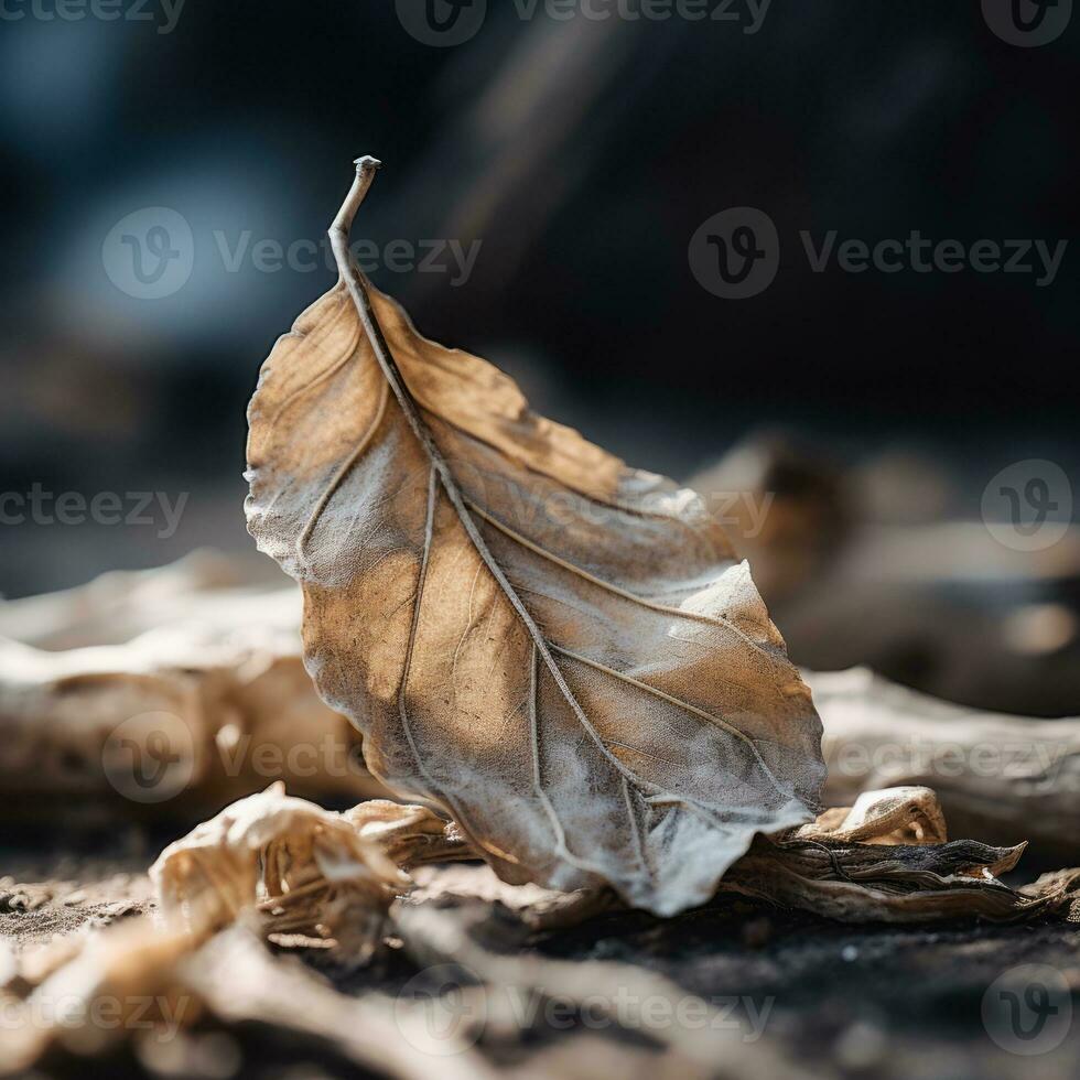 a dead leaf laying on the ground generative ai photo