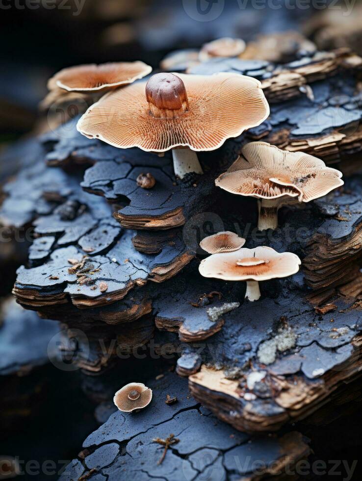 a group of mushrooms growing on a piece of wood generative ai photo