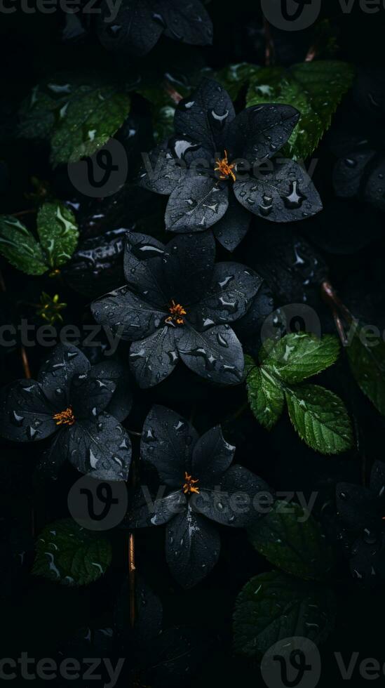 black flowers with water droplets on them in the dark generative ai photo