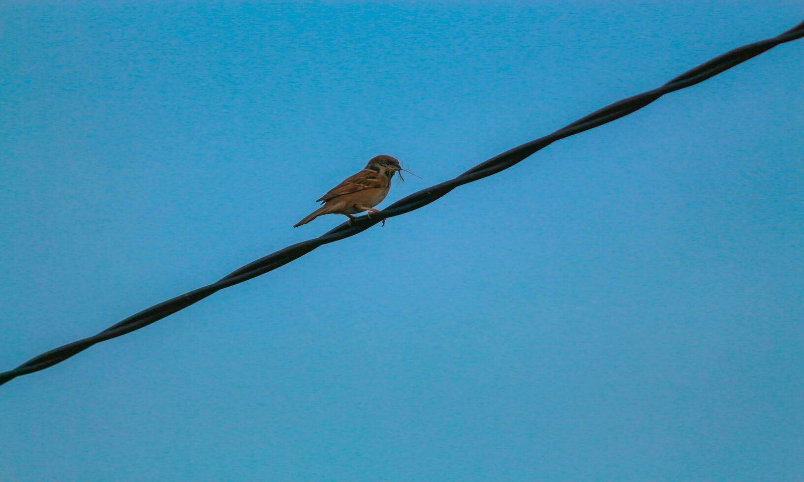 A sparrow is perched on an electric cable carrying dry grass against a blue sky photo
