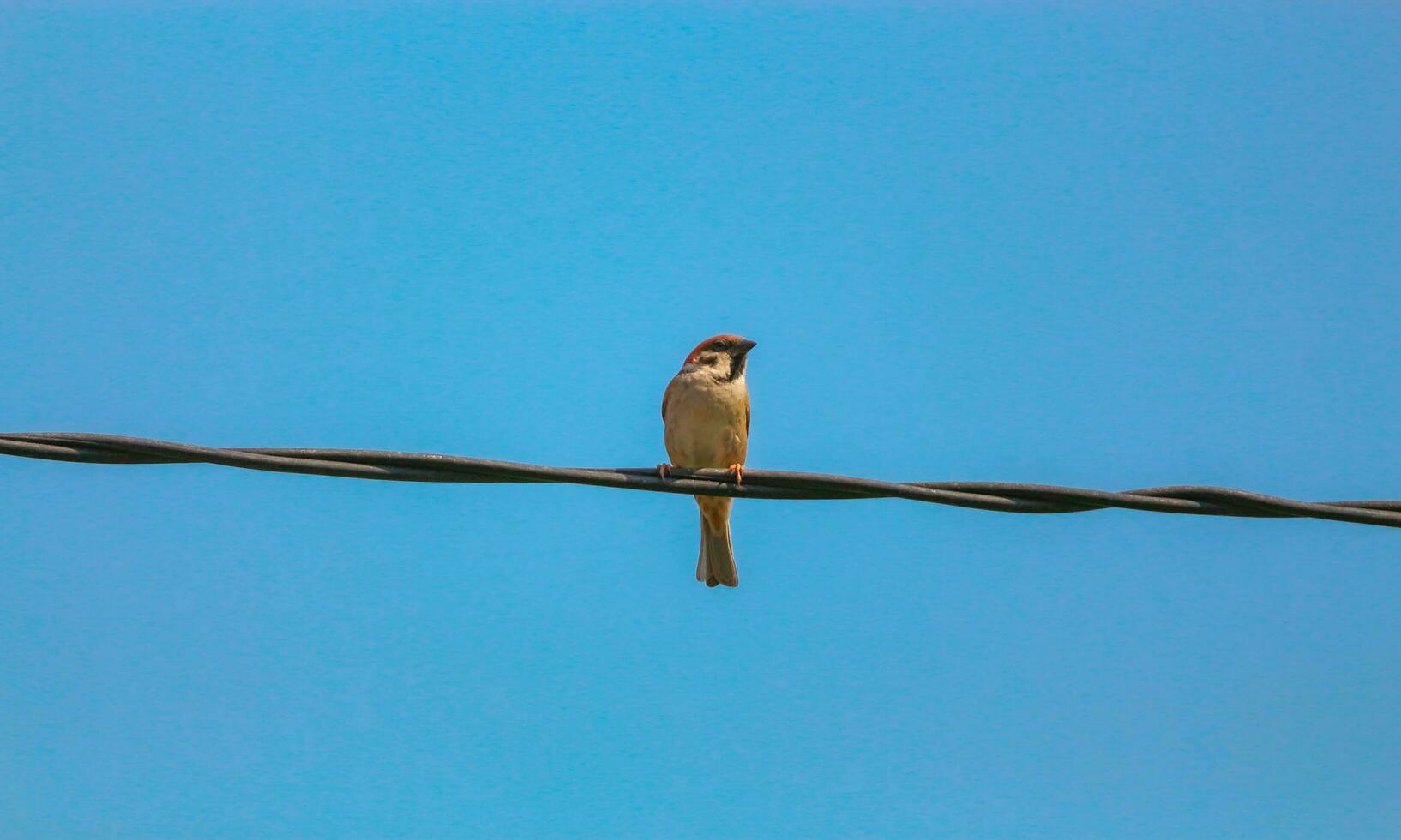 A sparrow is perched on an electric cable against the blue sky photo