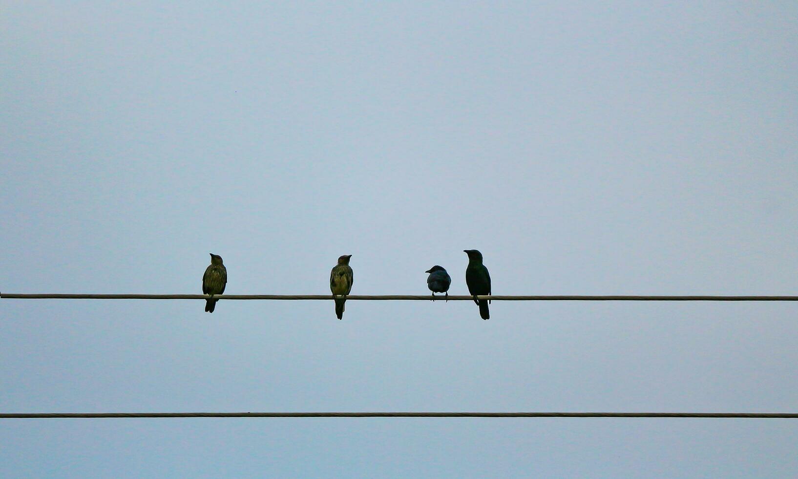 Four sparrows are perched on a piece of electric cable against the blue sky photo