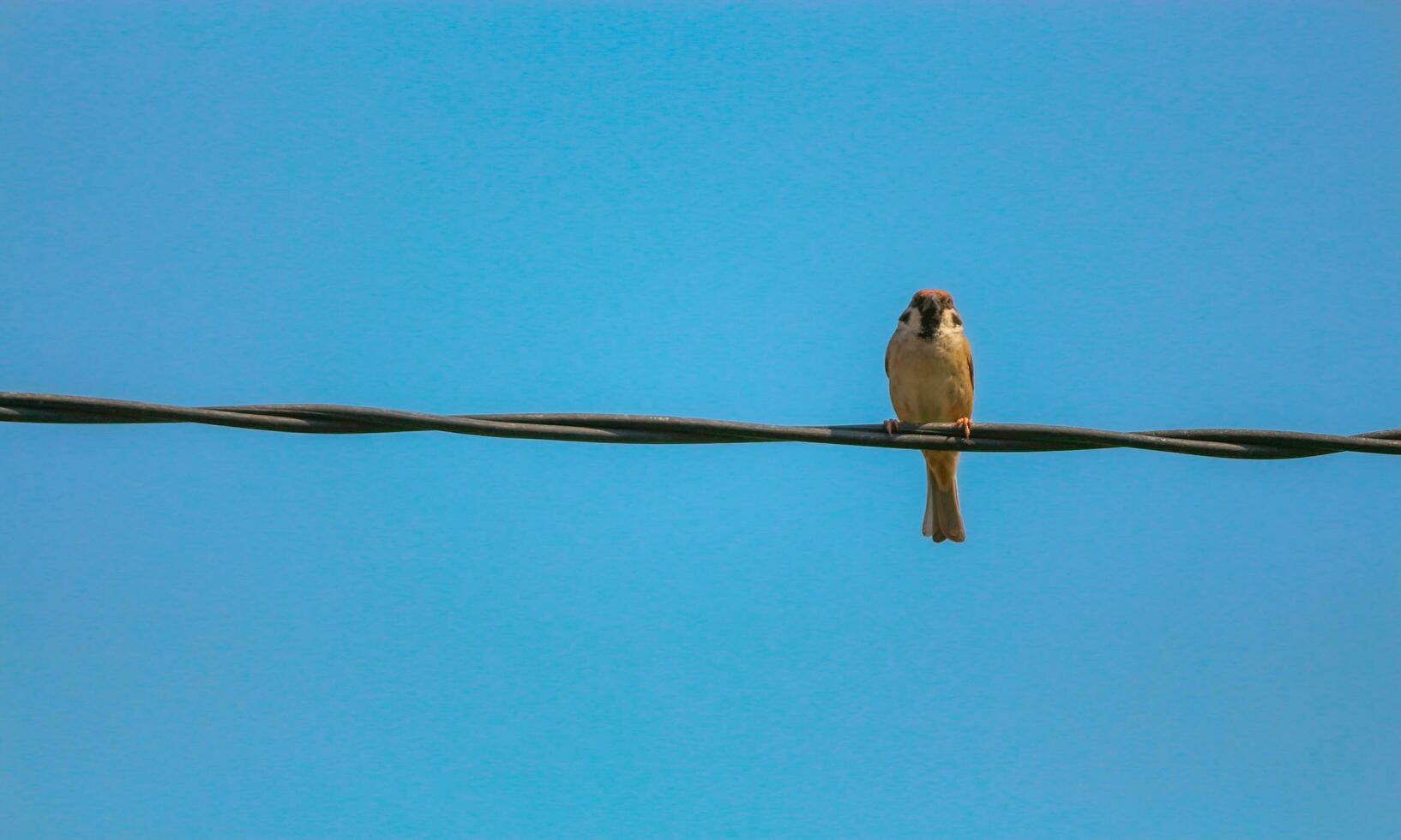 A beautiful sparrow is perched on an electric cable against the blue sky photo
