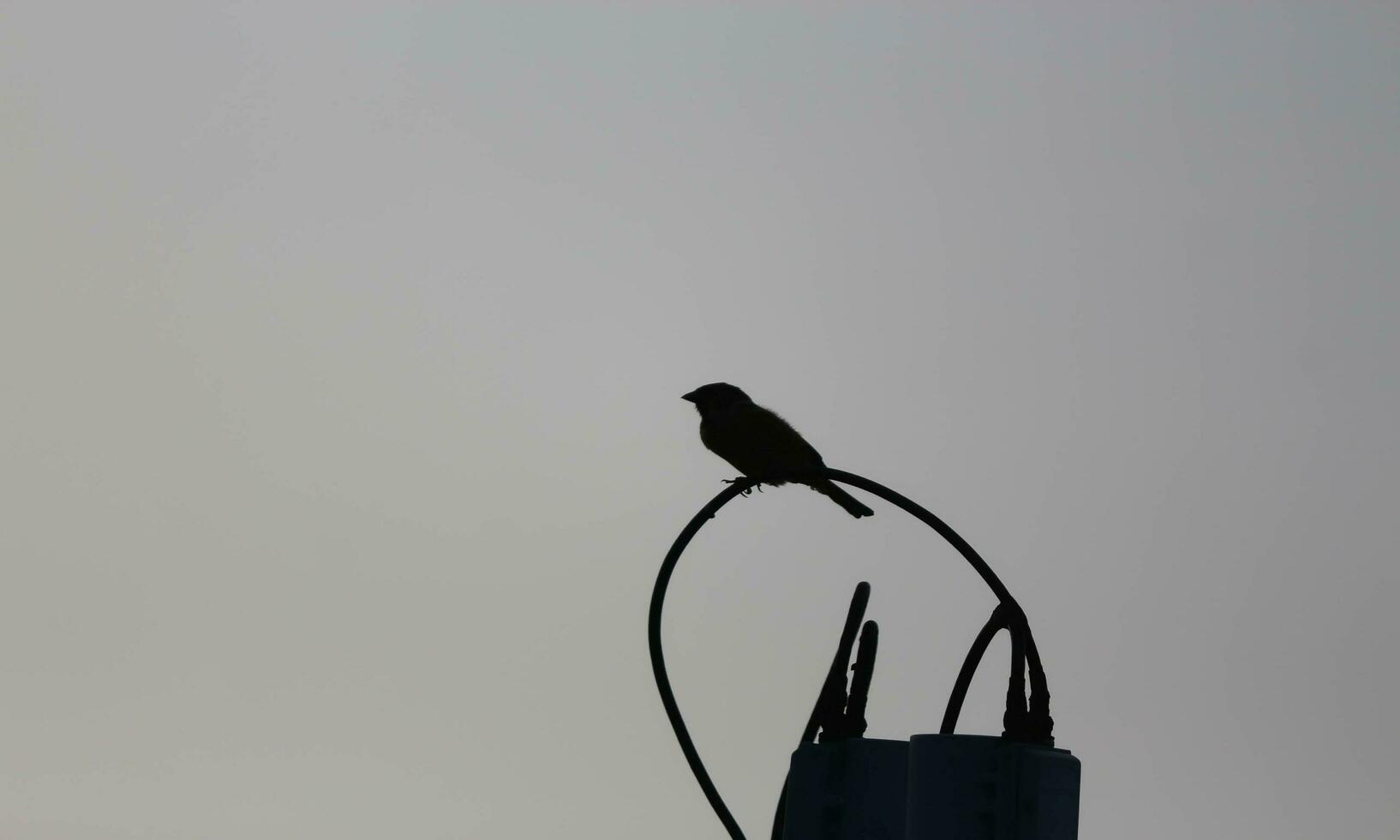 Silhouette of a sparrow perched on a cable in the afternoon photo