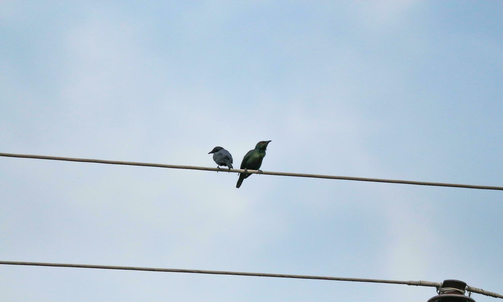 Two sparrows are perched on a piece of electric cable against a blue sky photo