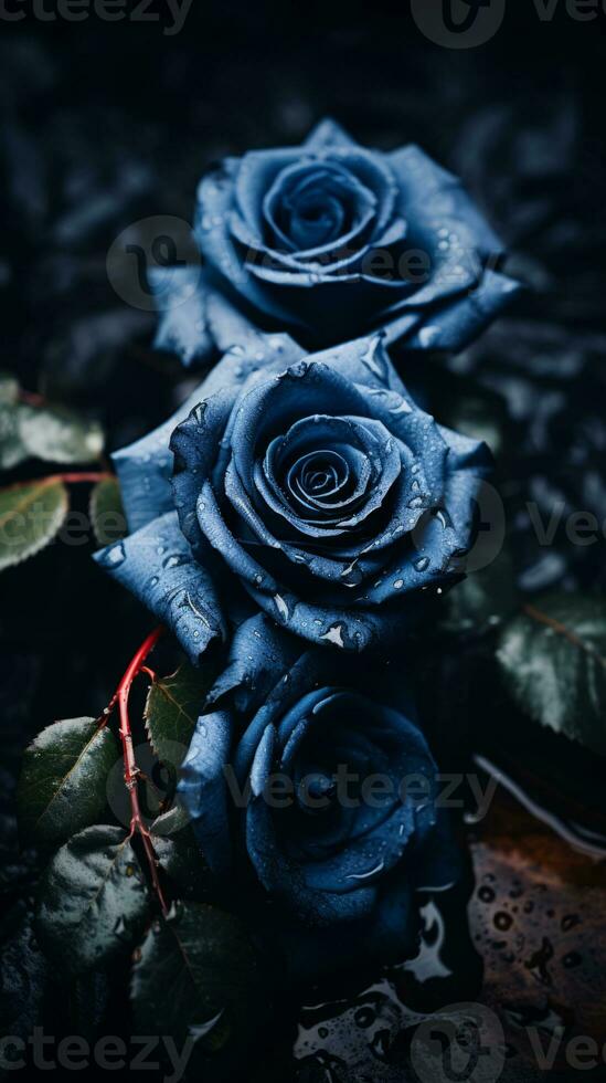 Tres azul rosas en un negro antecedentes generativo ai foto