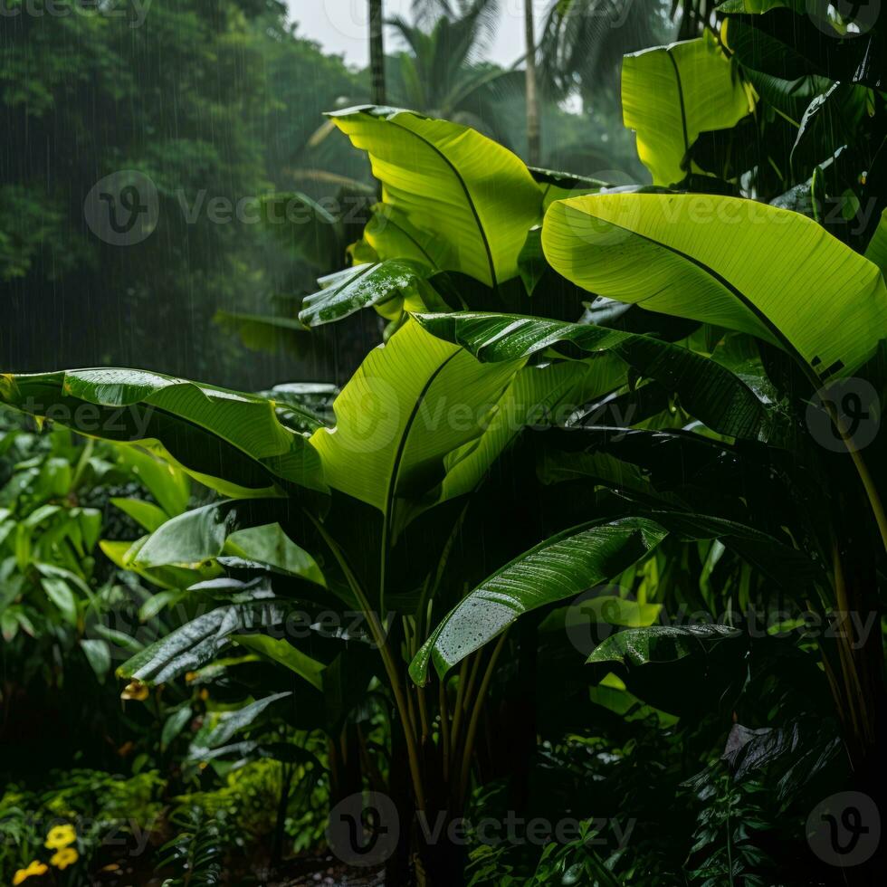 tropical rainforest in the rain generative ai photo