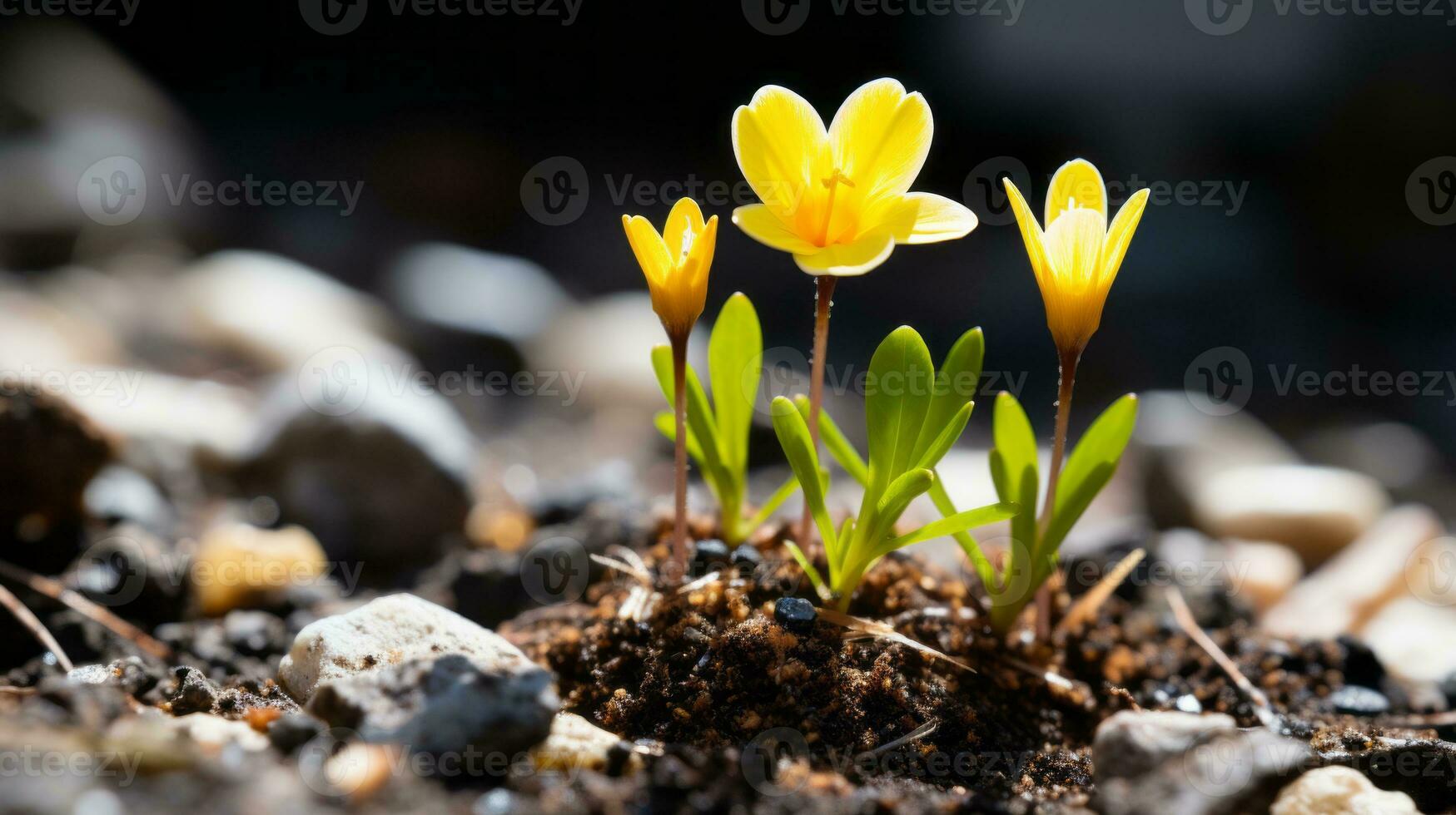 two yellow flowers are growing out of the ground generative ai photo