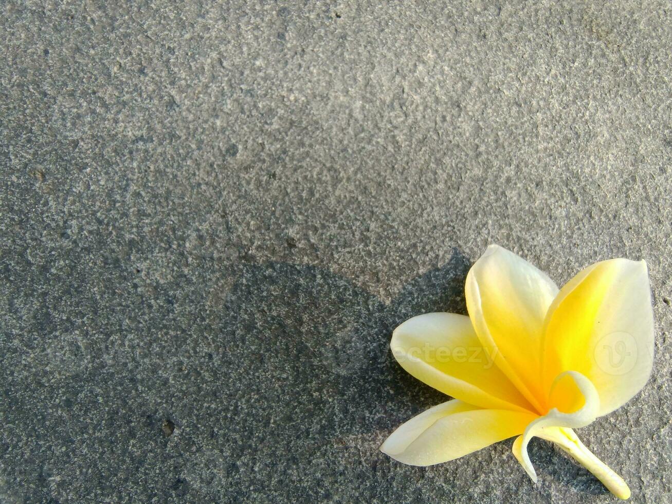 amarillo frangipani flor pone en estético plano rock foto