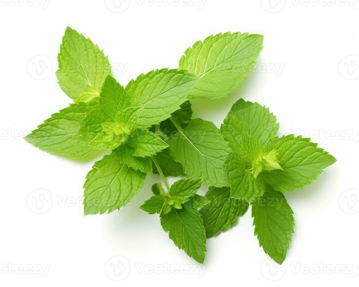 Mint leaf on white background. Fresh raw mint leaves isolated. Full depth of field. AI Generated photo