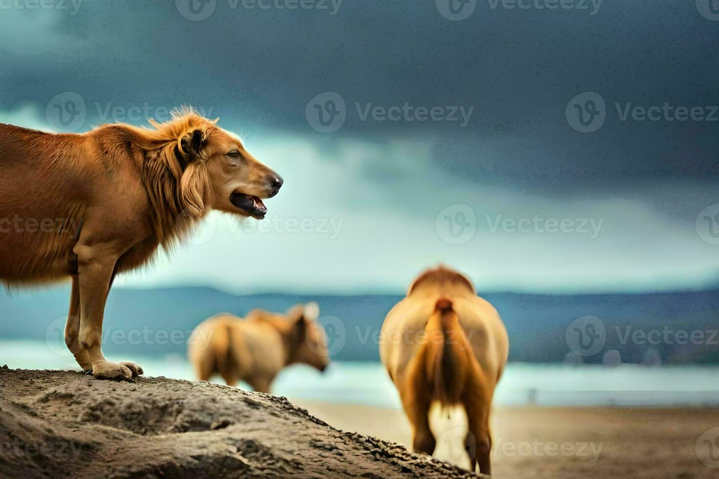 leones en el playa. generado por ai foto