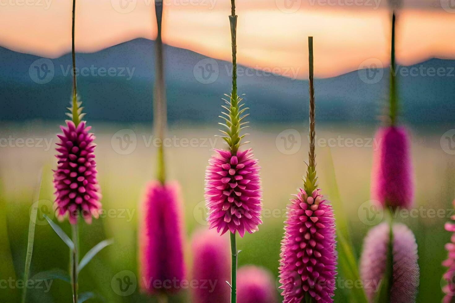 pink flowers in the grass at sunset. AI-Generated photo