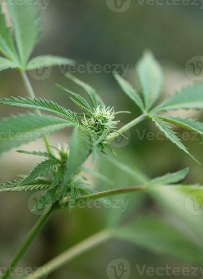 Blue gorilla hashish small plant in week 5 of flowering outdoor grow background of cannabis marijuana buds close up shot leaves on medical weed hemp bushes generative photo