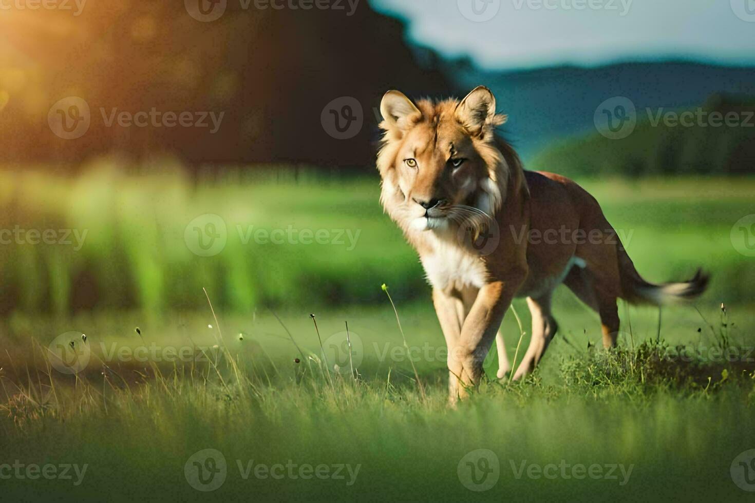 un león caminando mediante un campo. generado por ai foto