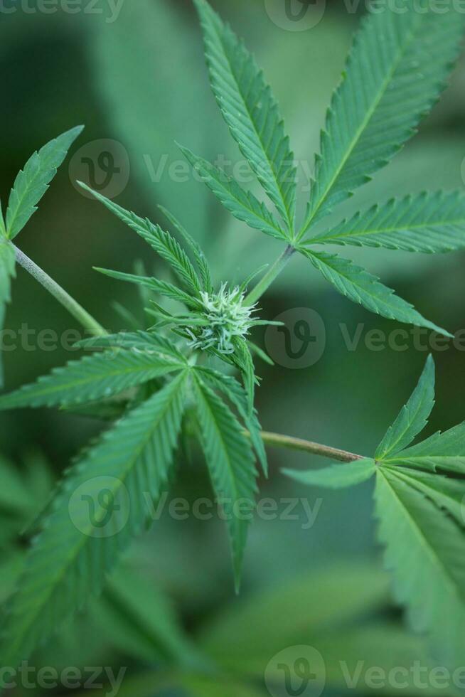 Blue gorilla hashish small plant in week 5 of flowering outdoor grow background of cannabis marijuana buds close up shot leaves on medical weed hemp bushes generative photo