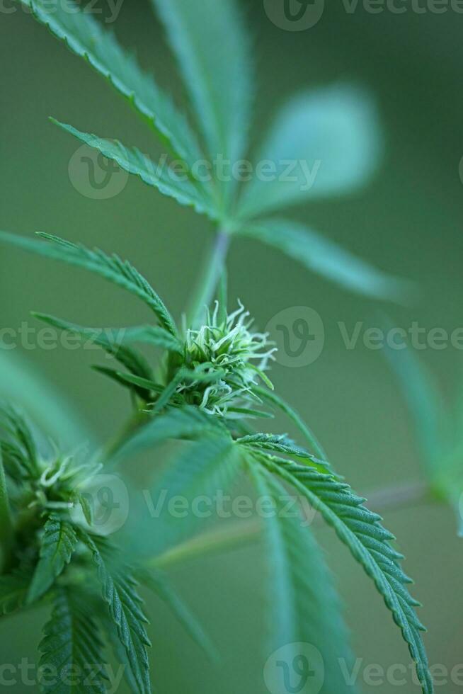 Blue gorilla hashish small plant in week 5 of flowering outdoor grow background of cannabis marijuana buds close up shot leaves on medical weed hemp bushes generative photo