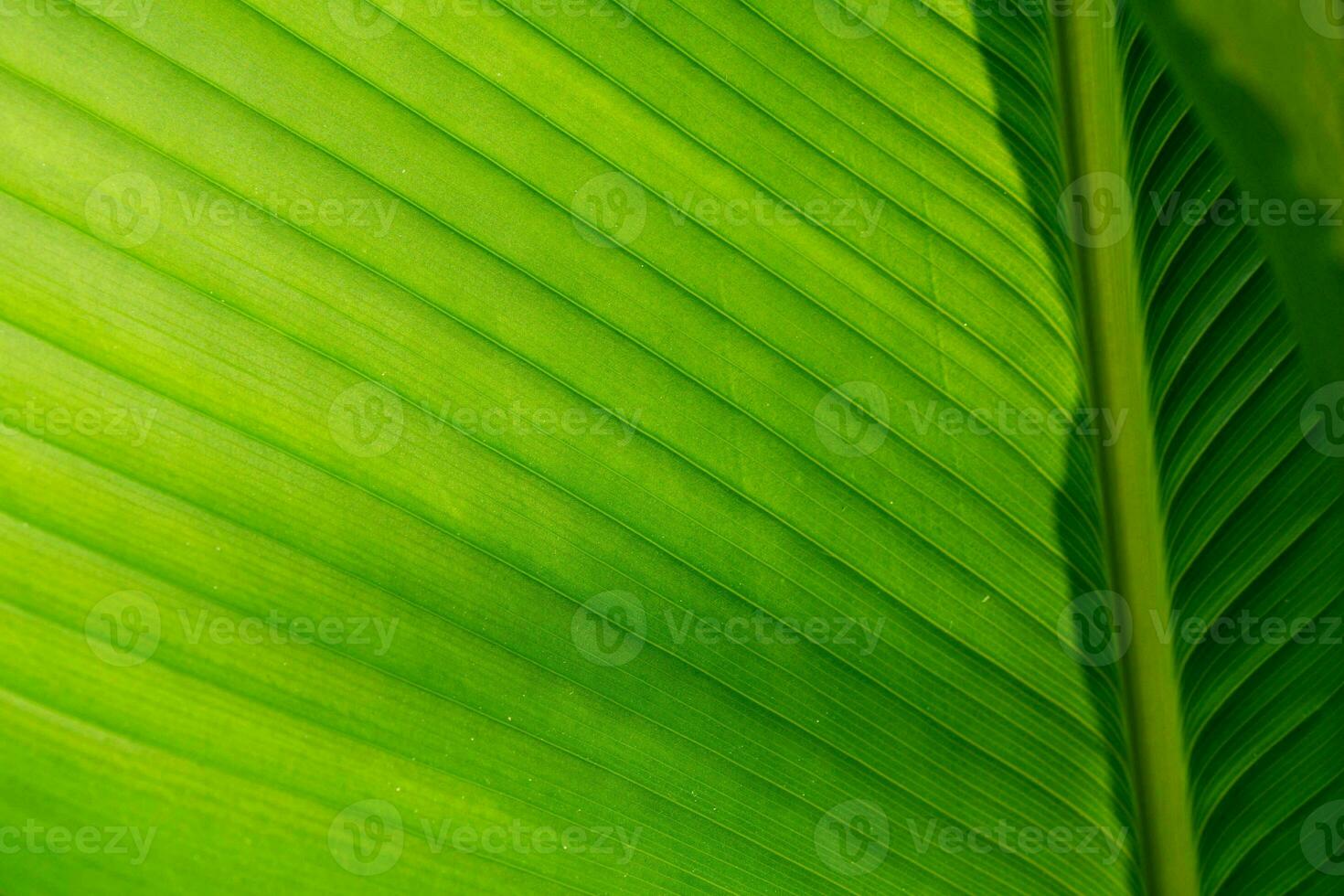 palm leaf texture natural tropical green leaf close up. Close up of textural green leaves of palm tree. photo