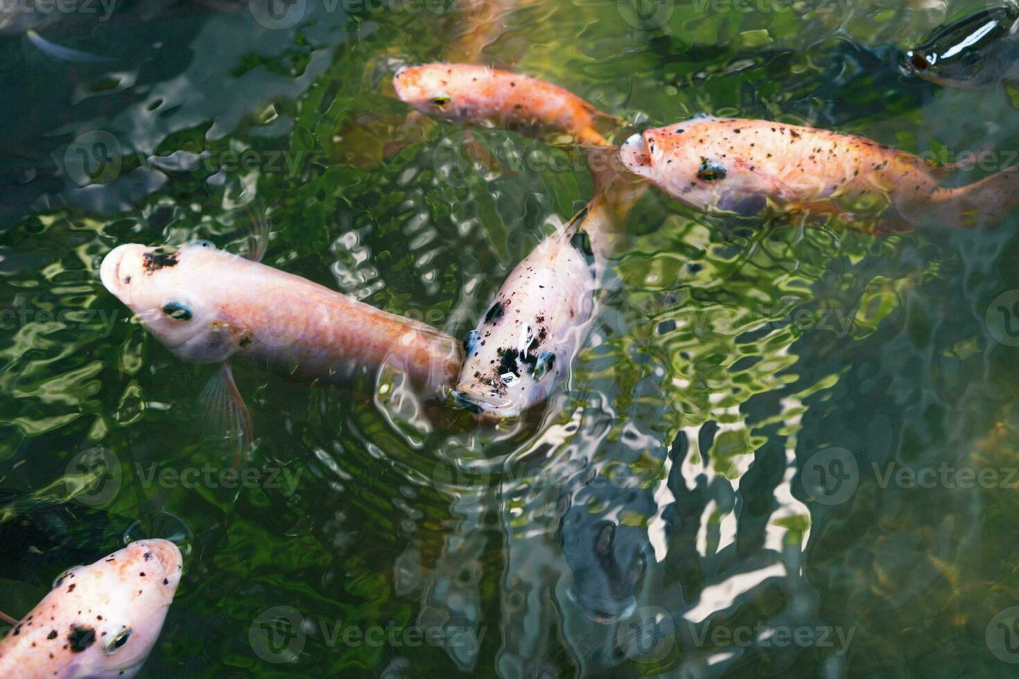 Close up of various koi fish swimming in a pond. Beautiful, exotic, colorful, bokeh backgrounds. photo