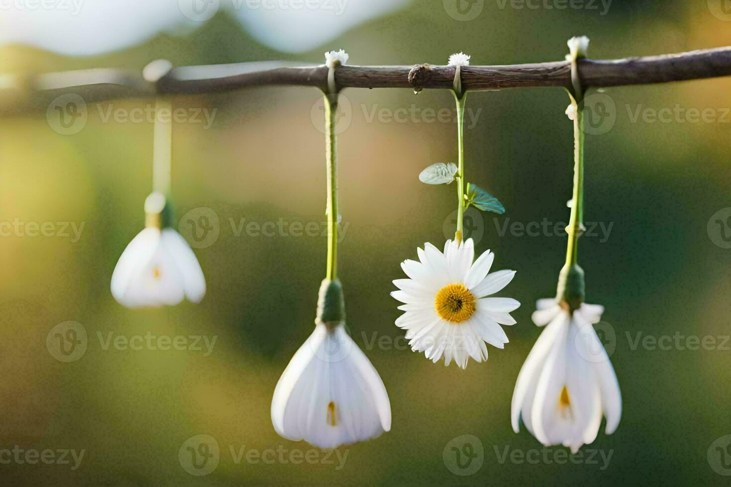 three white daisies hanging from a branch. AI-Generated photo