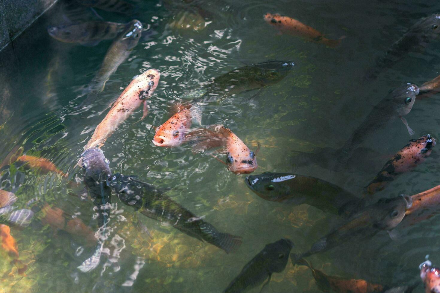 Close up of various koi fish swimming in a pond. Beautiful, exotic, colorful, bokeh backgrounds. photo