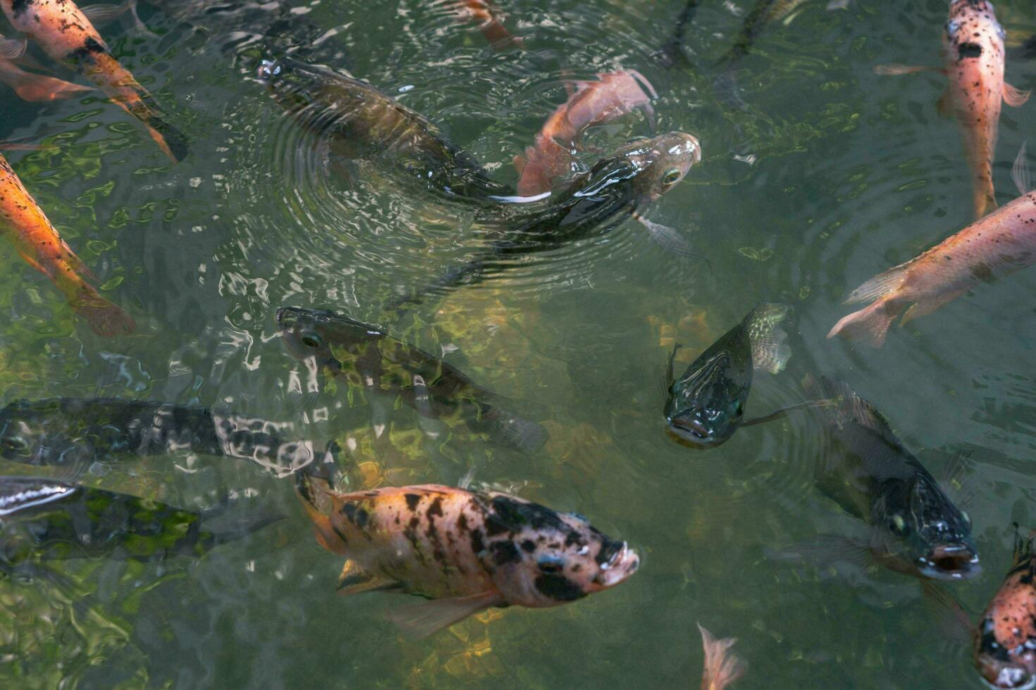 Close up of various koi fish swimming in a pond. Beautiful, exotic, colorful, bokeh backgrounds. photo