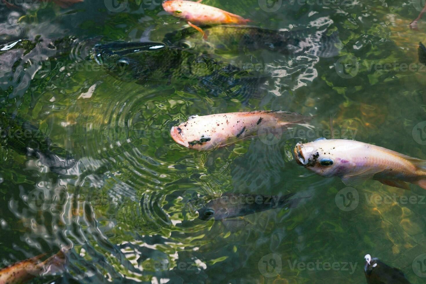 Close up of various koi fish swimming in a pond. Beautiful, exotic, colorful, bokeh backgrounds. photo