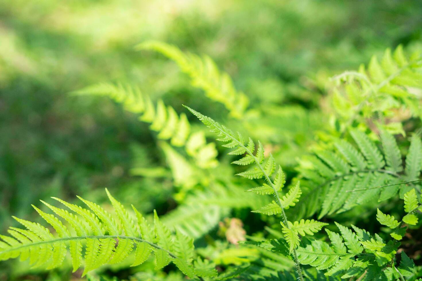 Green leaves in the forest with blurry background photo