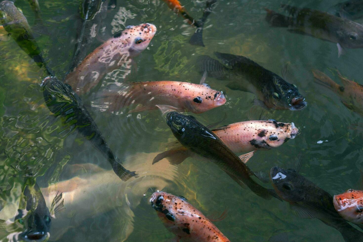 Close up of various koi fish swimming in a pond. Beautiful, exotic, colorful, bokeh backgrounds. photo