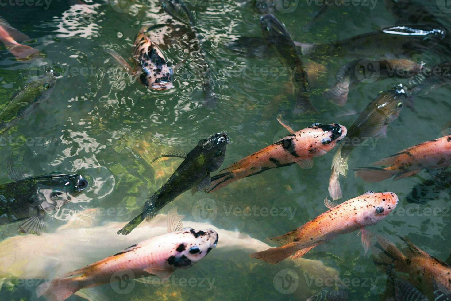 Close up of various koi fish swimming in a pond. Beautiful, exotic, colorful, bokeh backgrounds. photo