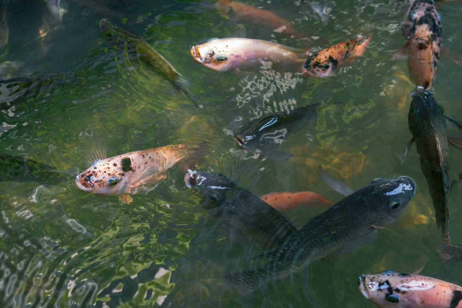 cerca arriba de varios koi pescado nadando en un estanque. hermoso, exótico, vistoso, bokeh antecedentes. foto