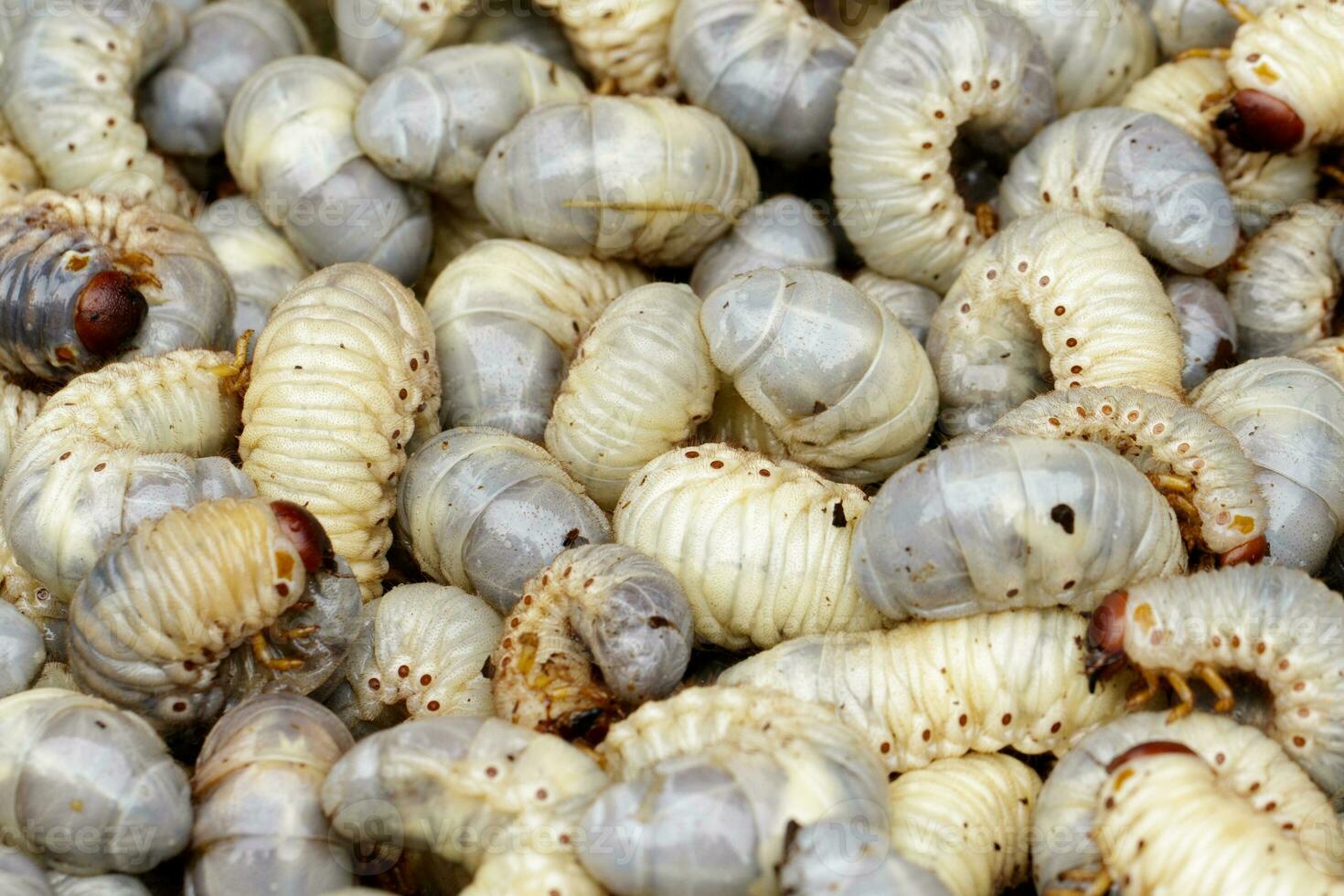 Image of grub worms, coconut rhinoceros beetle Oryctes rhinoceros, Larva. photo