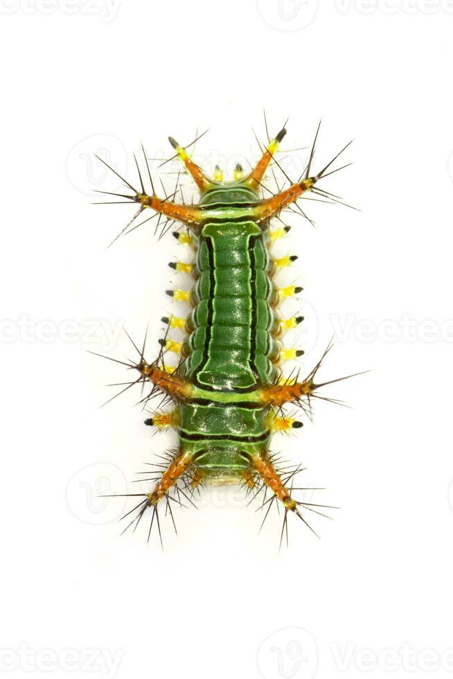Image of Stinging Nettle Slug Caterpillar Cup Moth, Limacodidae Green Marauder on a white background. Insect. Worm. Animal. photo