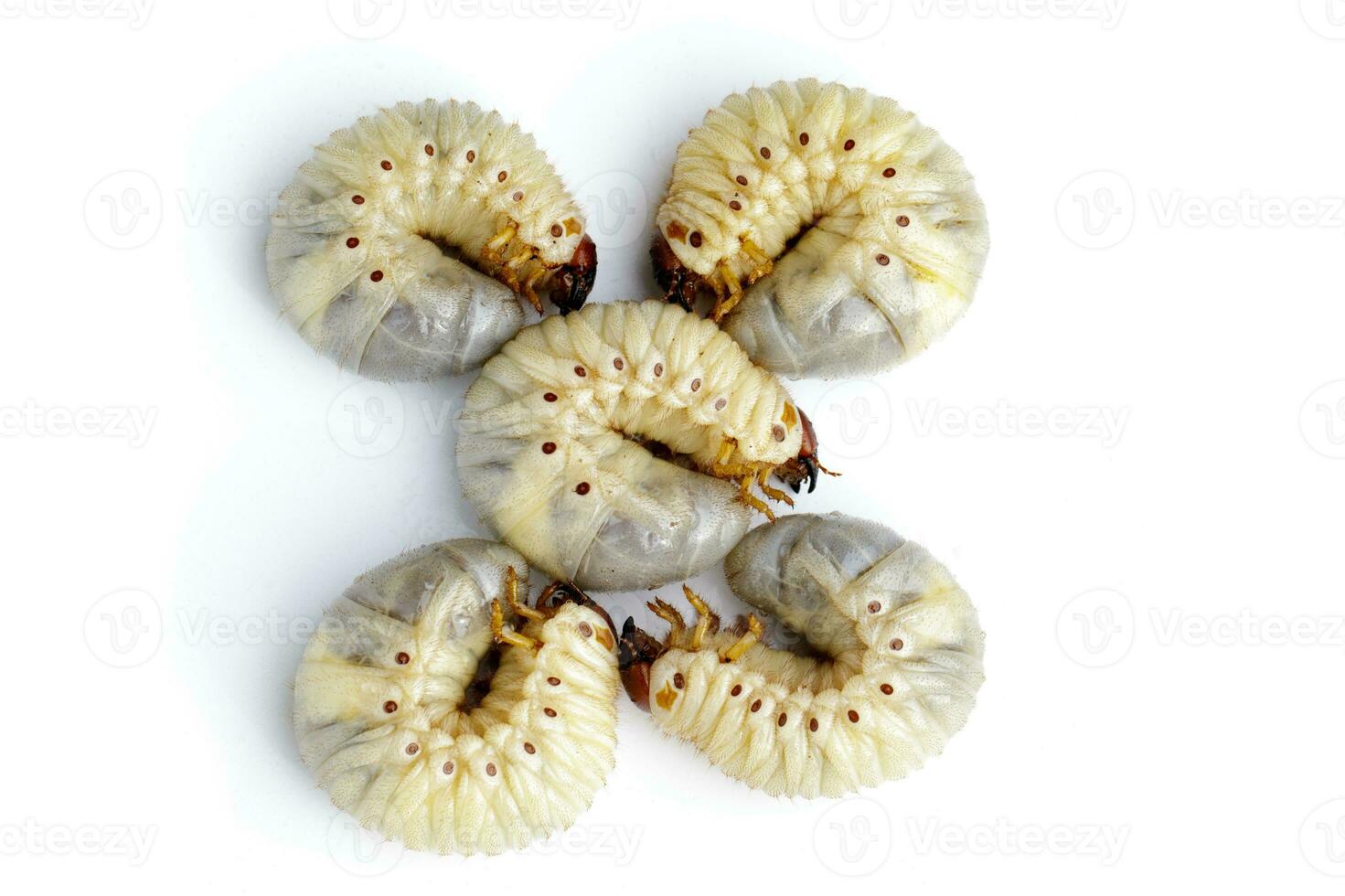 Image of grub worms, Coconut rhinoceros beetle Oryctes rhinoceros, Larva on white background. photo
