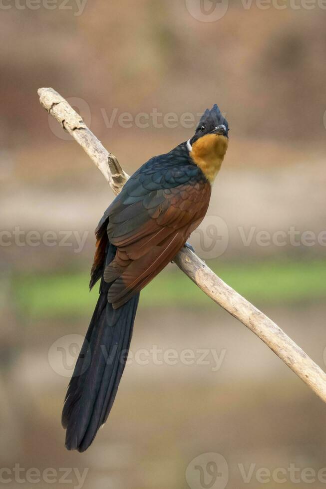 Image of Chestnut winged Cuckoo bird Clamator coromandus on a branch on nature background. Bird. Animals. photo