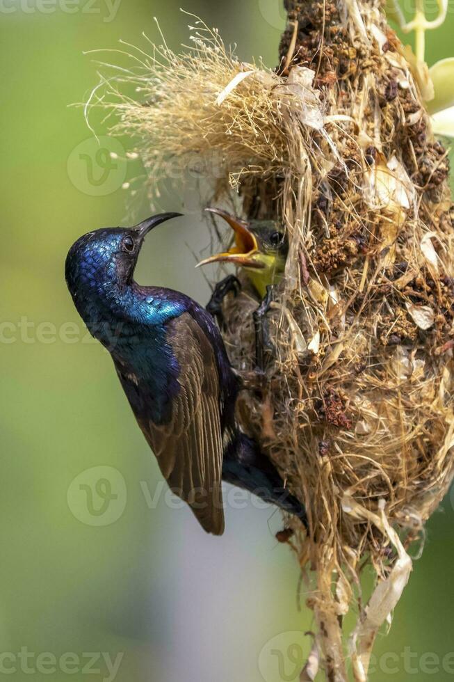 Image of Purple Sunbird Male feeding baby bird in the bird's nest on nature background. Cinnyris asiaticus. Bird. Animals. photo