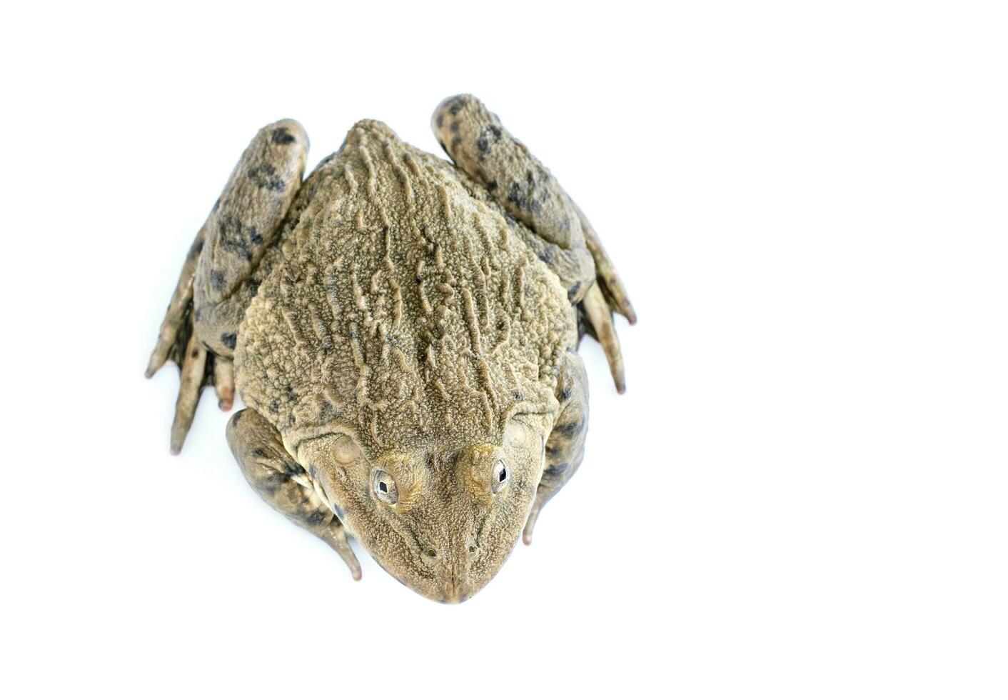 Chinese edible frog East Asian bullfrog, Taiwanese frog Hoplobatrachus rugulosus isolated on a white background. Amphibian. Animal.Image of photo