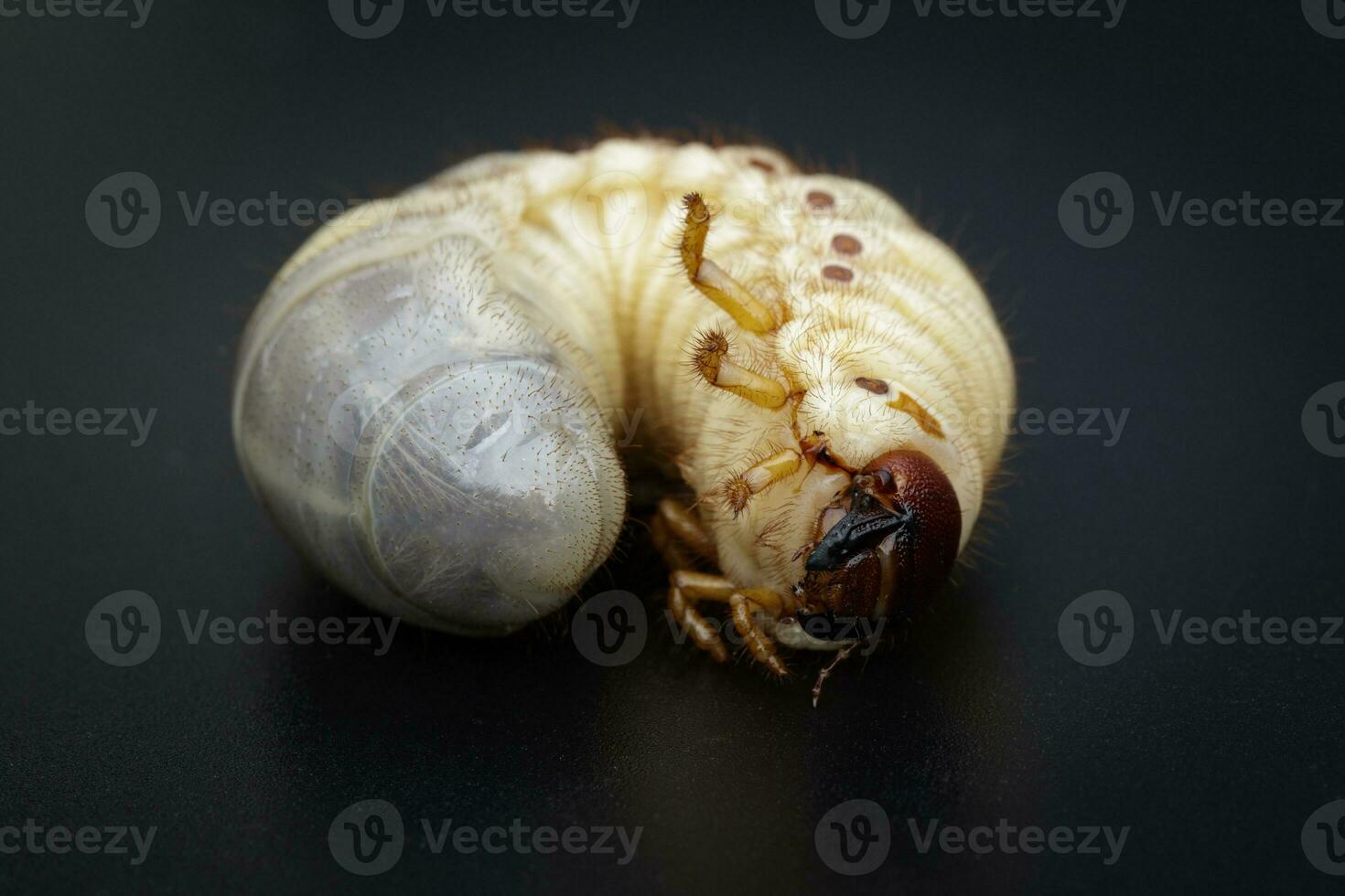 Image of grub worms, Coconut rhinoceros beetle Oryctes rhinoceros, Larva on black background. photo