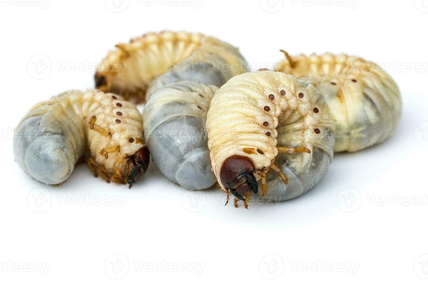 Image of grub worms, Coconut rhinoceros beetle Oryctes rhinoceros, Larva on white background. photo