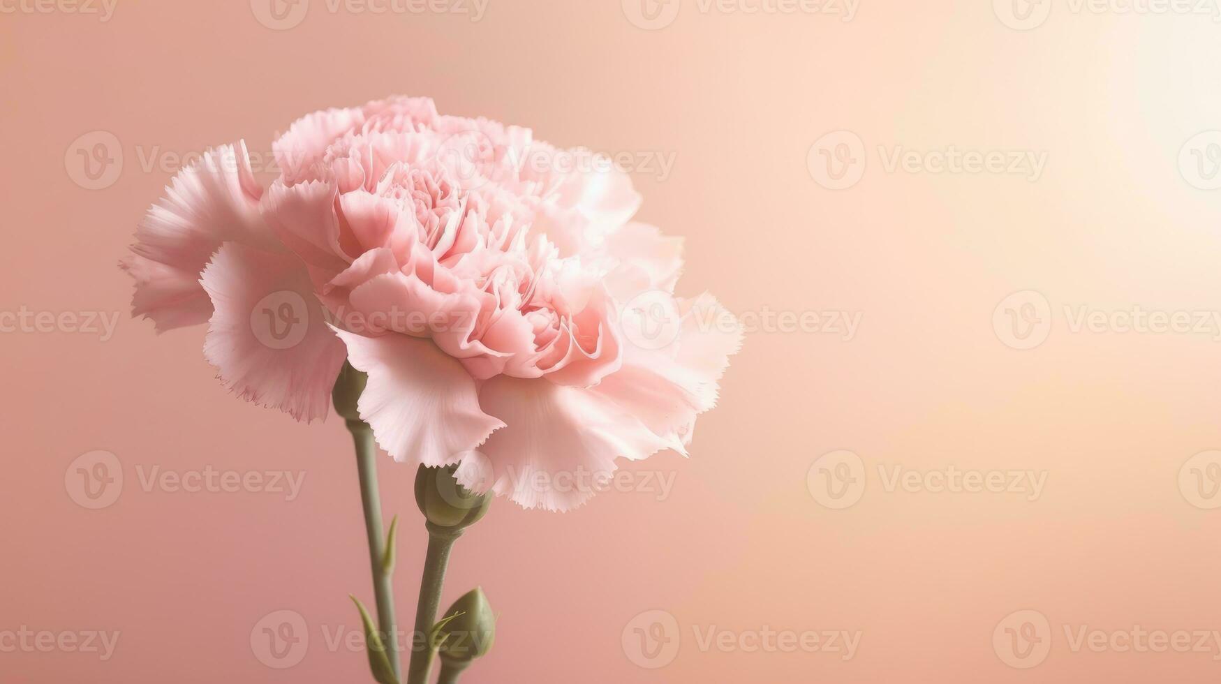 Tender pink carnation in the sunlight isolated on soft pink background. AI Generated photo