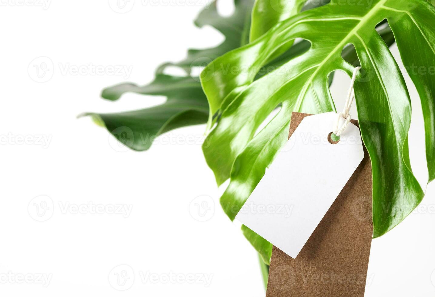 Label tag mock up on monstera leaves on white background. Green friday concept. photo
