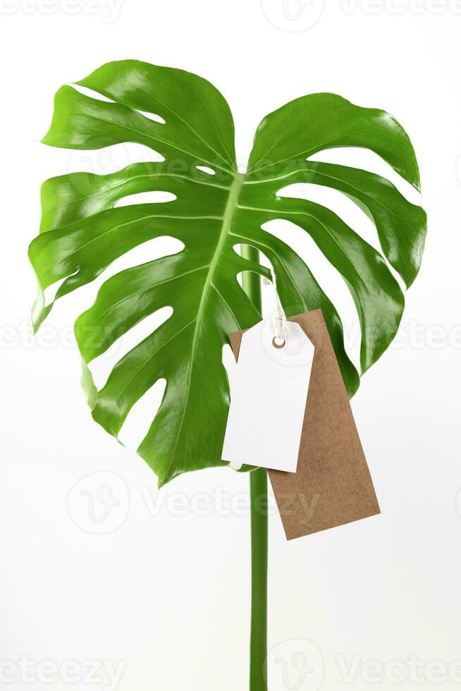 Label tag mock up on monstera leaves on white background. Green friday concept. photo