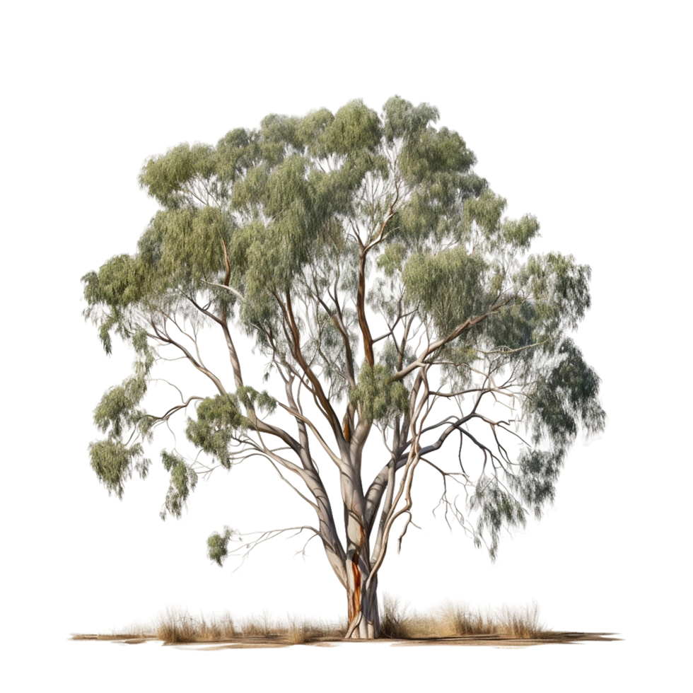 eucalipto globulus eucalipto árbol ai generado png