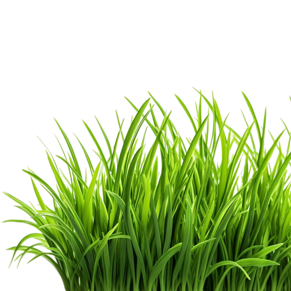 Green Grass Meadow Bottom Border generative ai png