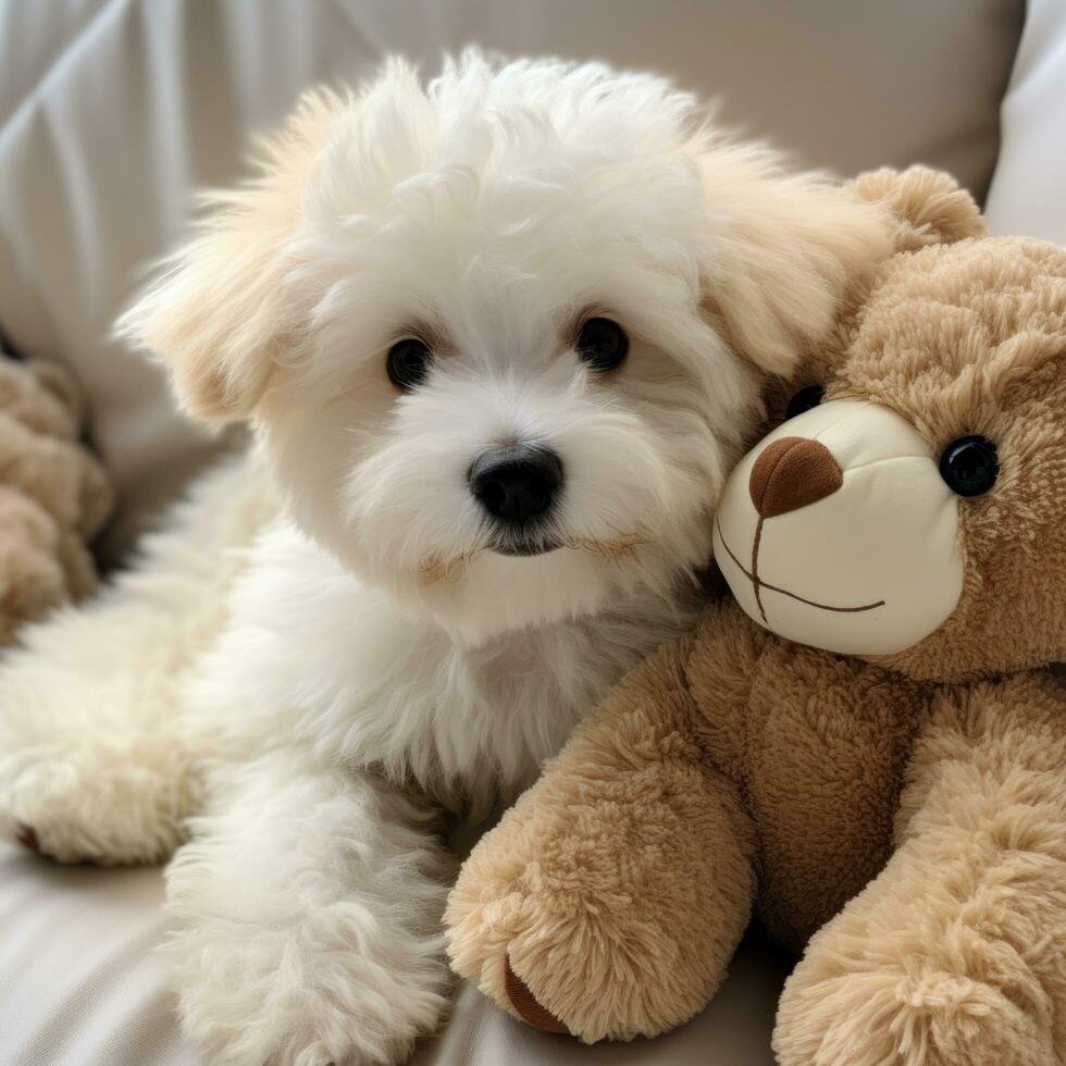 bichón frise con un mullido osito de peluche oso cortar, Listo para abrazos foto