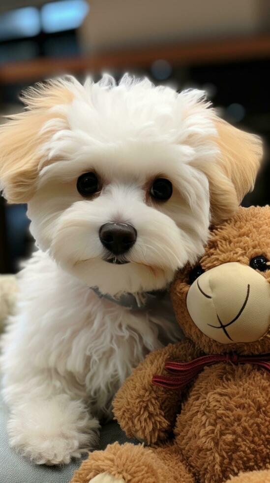 bichón frise con un mullido osito de peluche oso cortar, Listo para abrazos foto