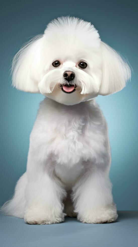 Maltese with a glamorous and voluminous show cut photo